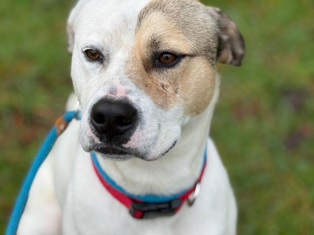 Levi, Adoptable, Young Male Foxhound & Boxer.