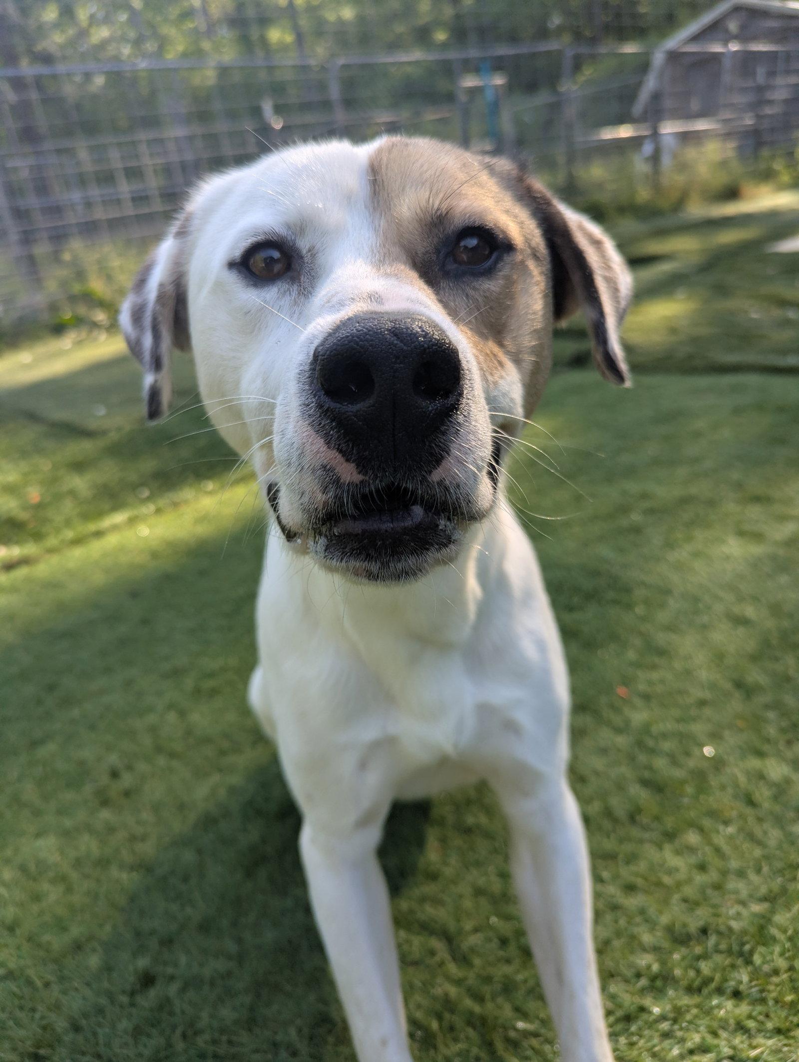 Enlarge Levi, a Adoptable mixed breed in Calhoun, GA image 2/3