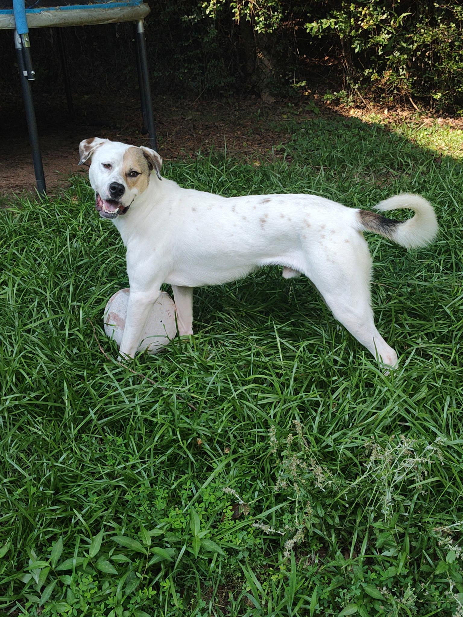 Levi, a Adoptable mixed breed in Calhoun, GA image 2/3