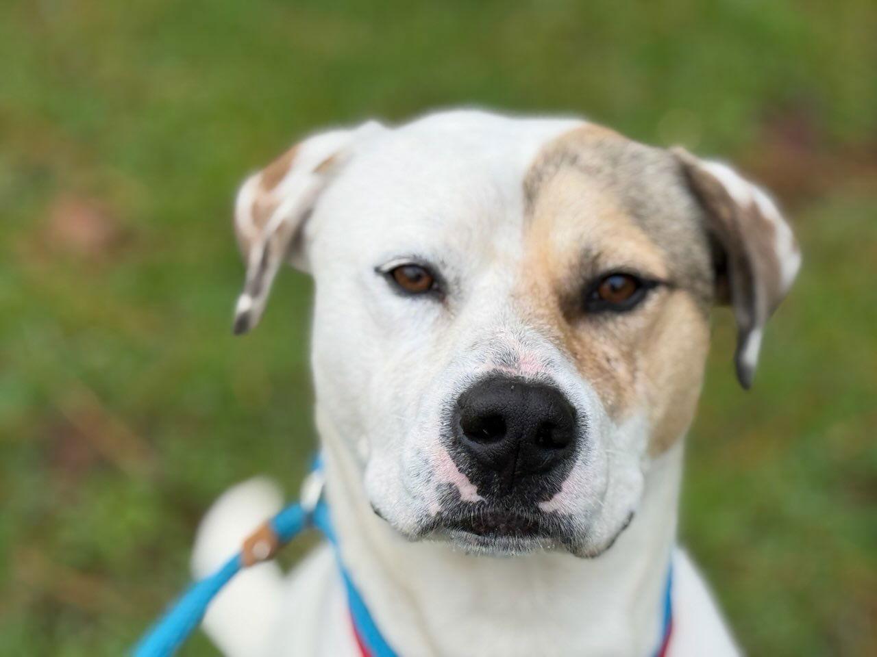 Enlarge Levi, a Adoptable Mixed Breed in Calhoun, GA image 3/3