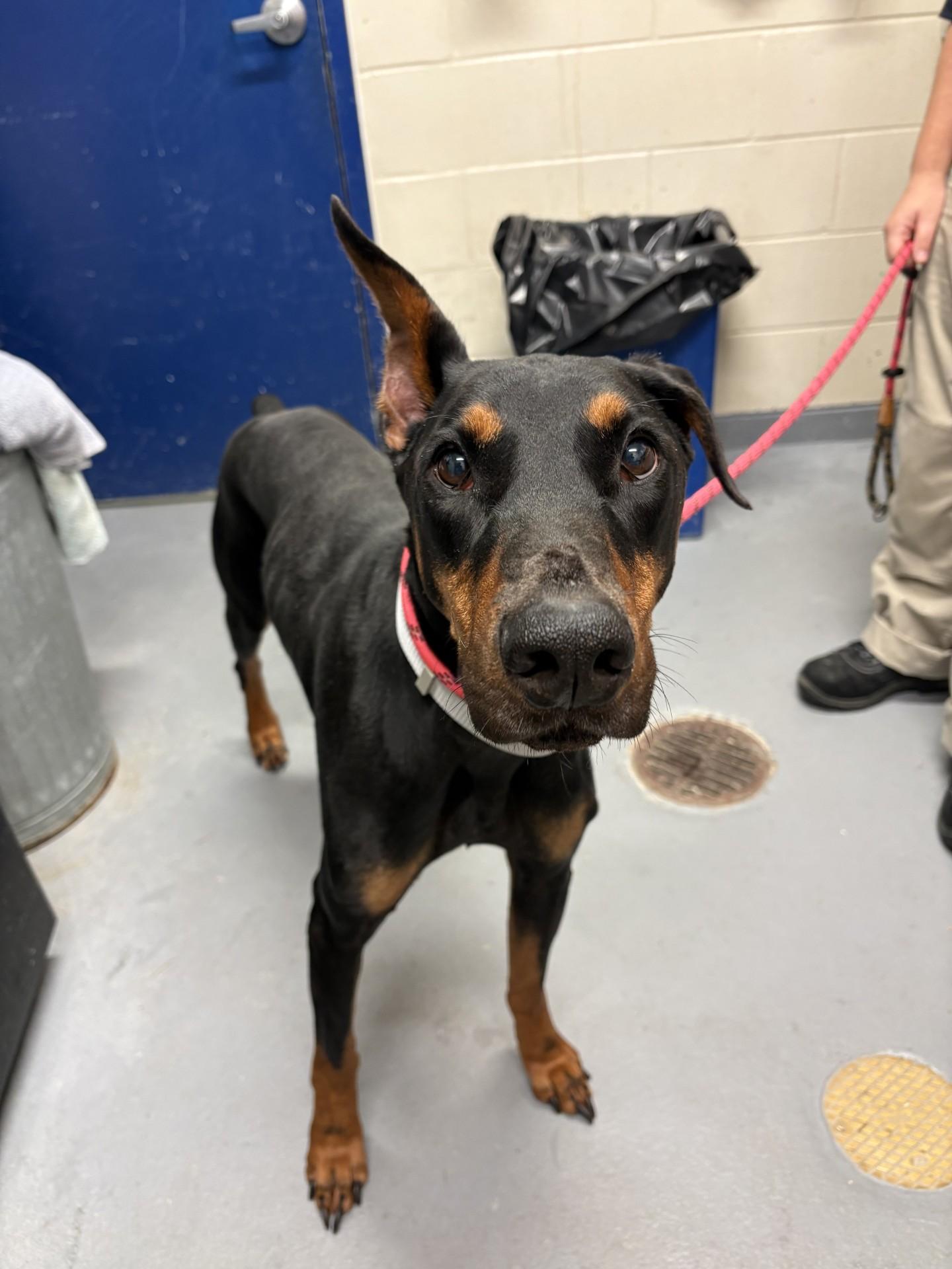 Lonzo, Adopted, Adult Male Doberman Pinscher.