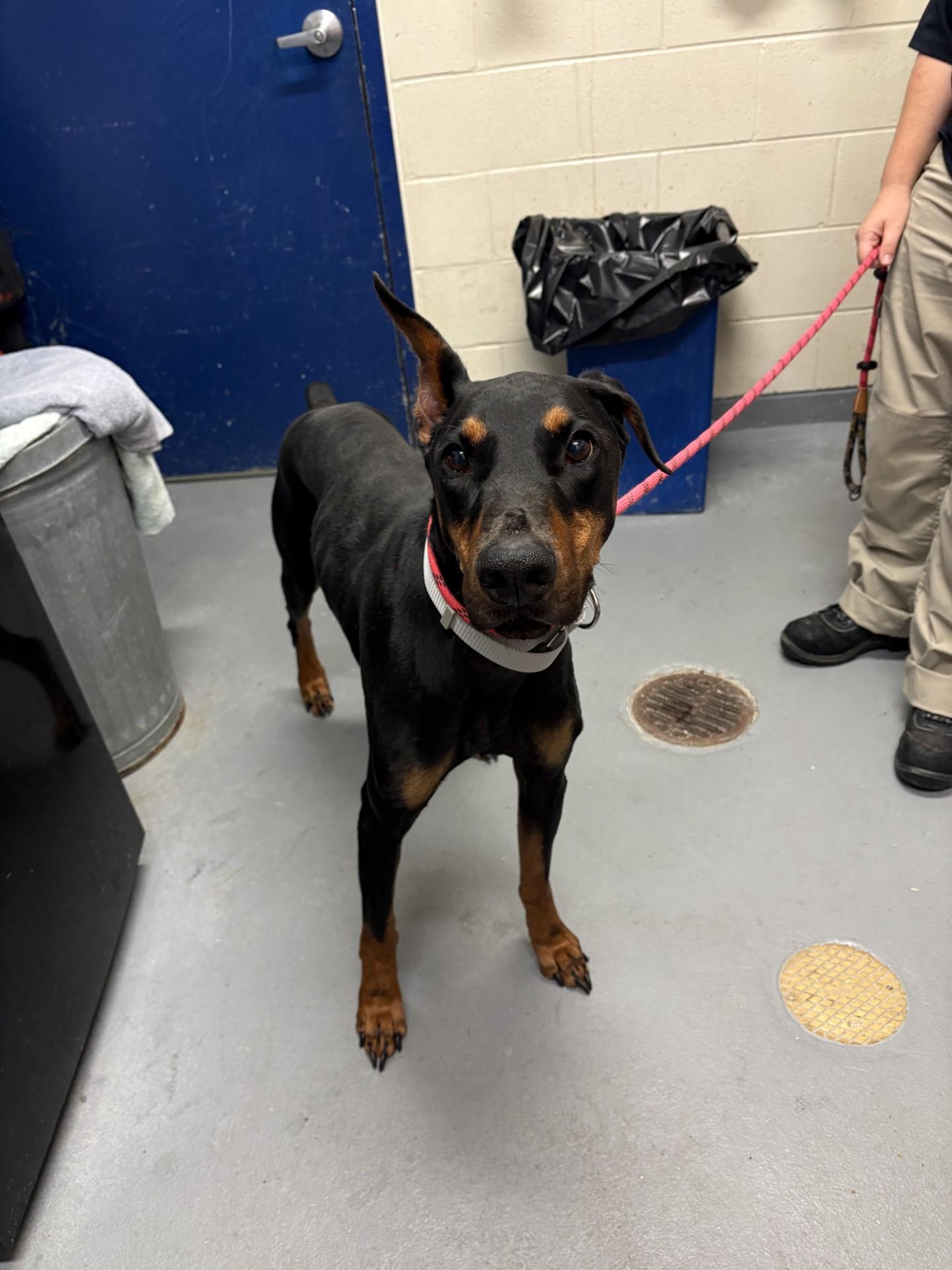Enlarge Lonzo, a Adopted Doberman Pinscher in Ashland, VA image 4/4