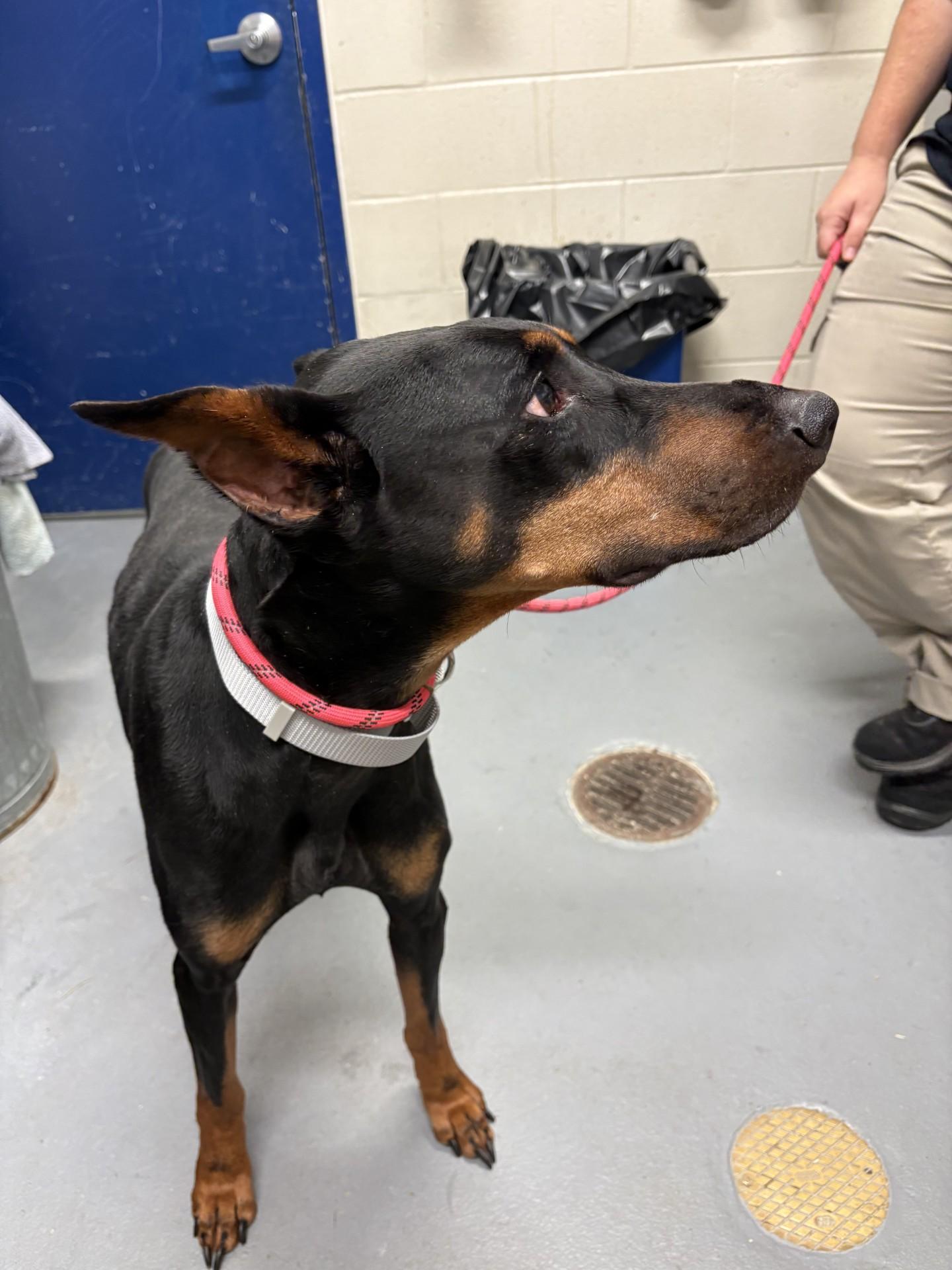 Enlarge Lonzo, a Adopted Doberman Pinscher in Ashland, VA image 2/4