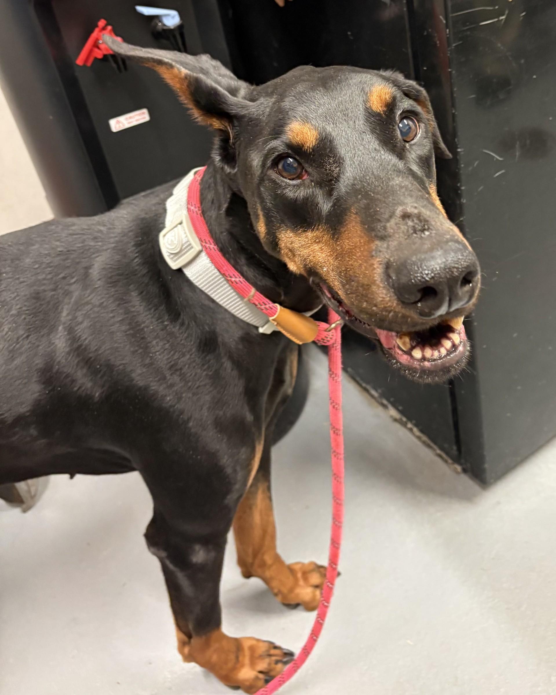 Enlarge Lonzo, a Adopted Doberman Pinscher in Ashland, VA image 3/4