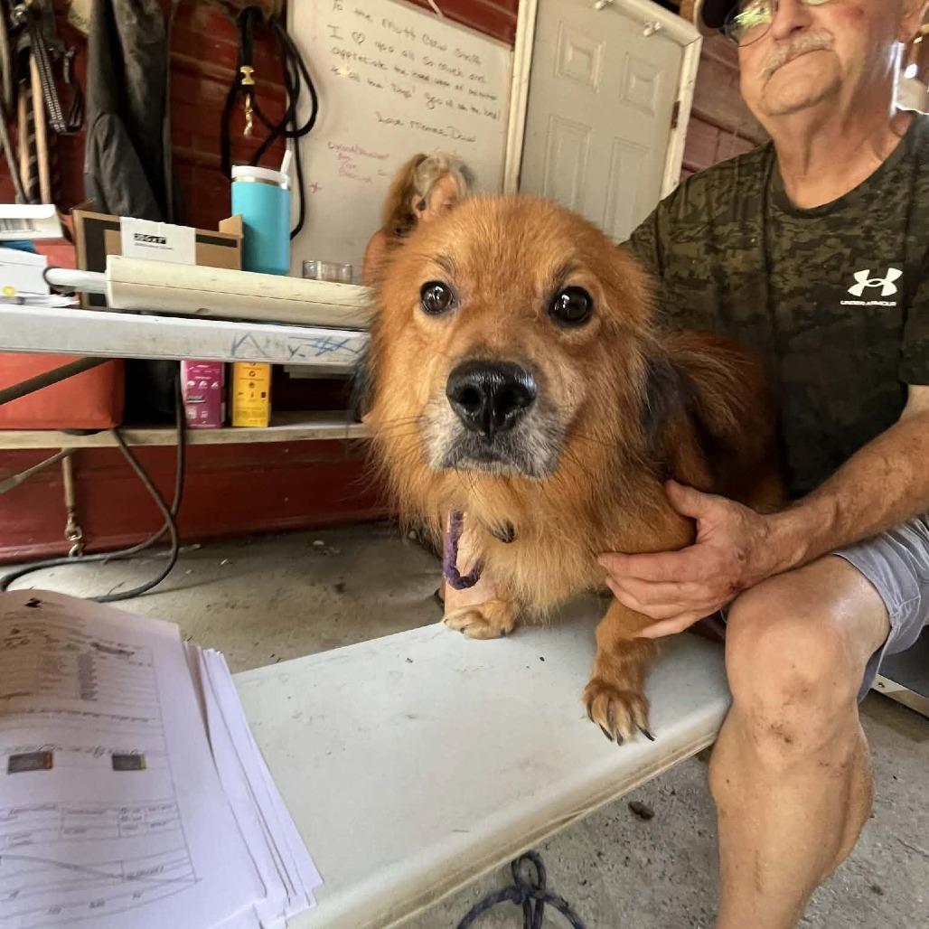 Toby, Adoptable, Adult Male Dachshund (Long Haired) & Mixed Breed.