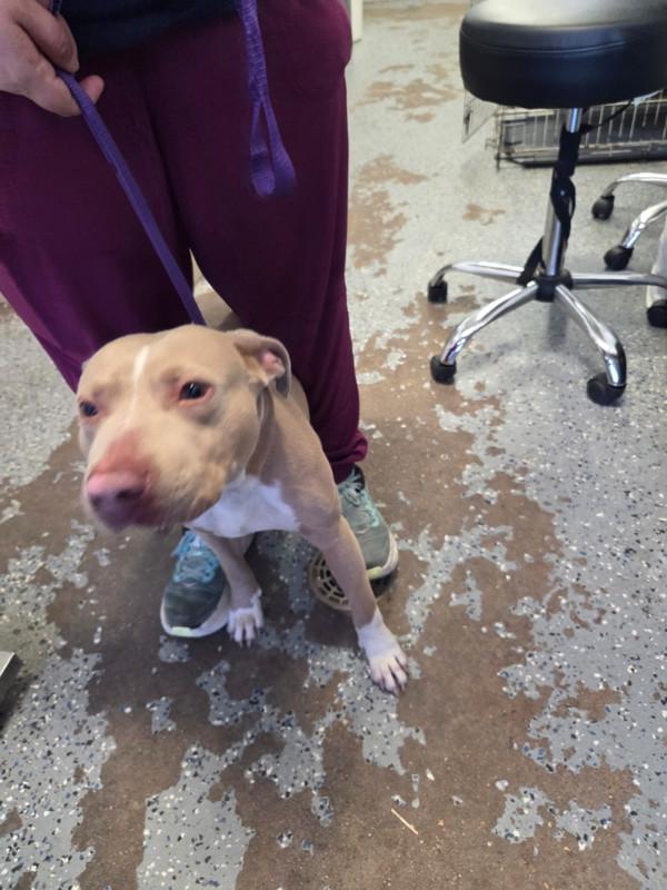 Huey, Adoptable, Adult Male Pit Bull Terrier.