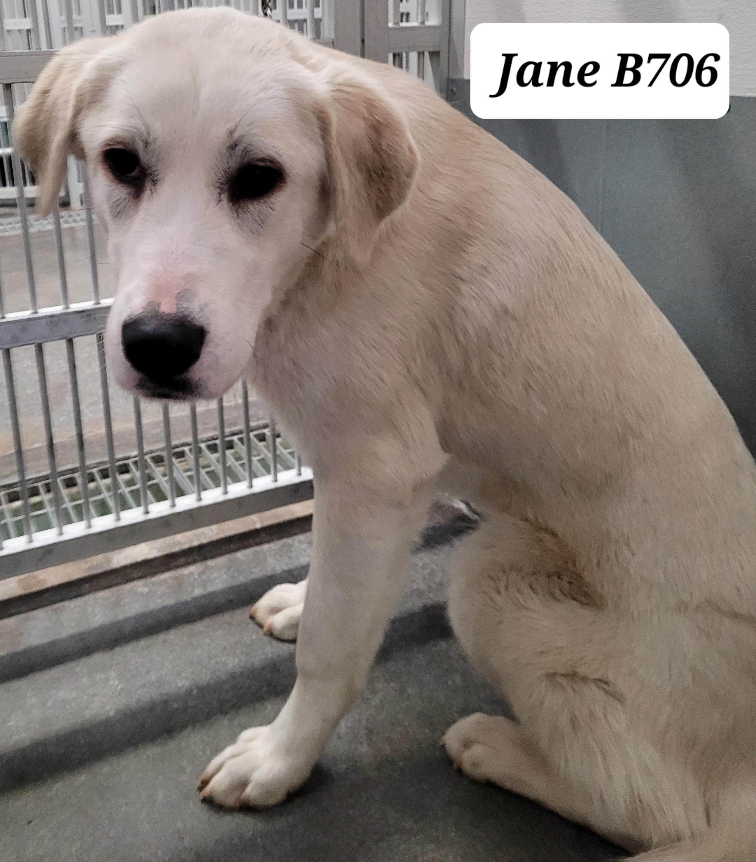 Enlarge Jane, a ADOPTABLE mixed breed in Morganton, NC image 1/1