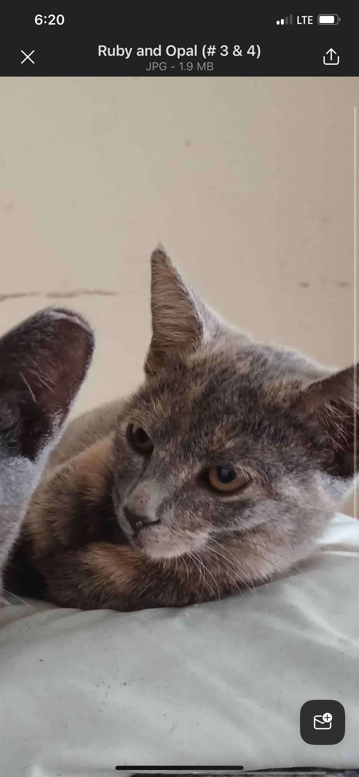 Opal, Adoptable, Adult Female Domestic Short Hair.