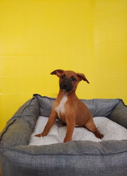 Sienna, Adoptable, Puppy Female Mixed Breed & Mixed Breed.
