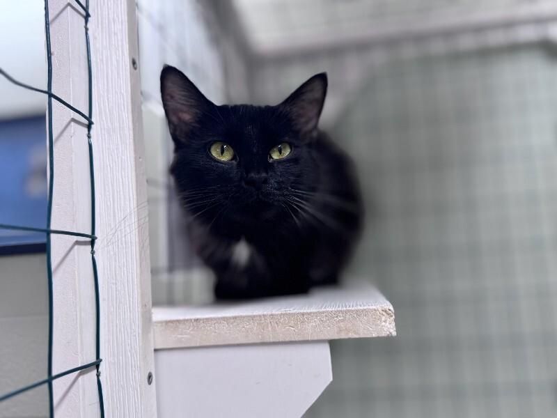 Swiss, Adoptable, Adult Female Domestic Long Hair.