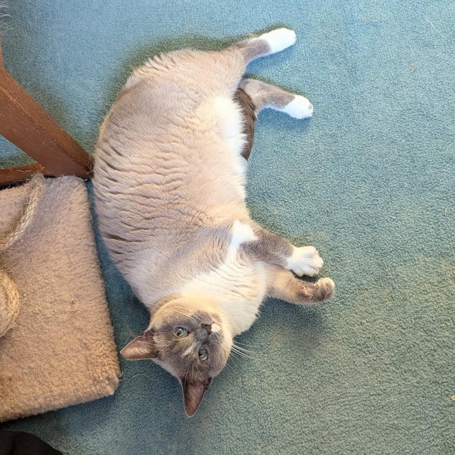 Iris — thumbnail 2