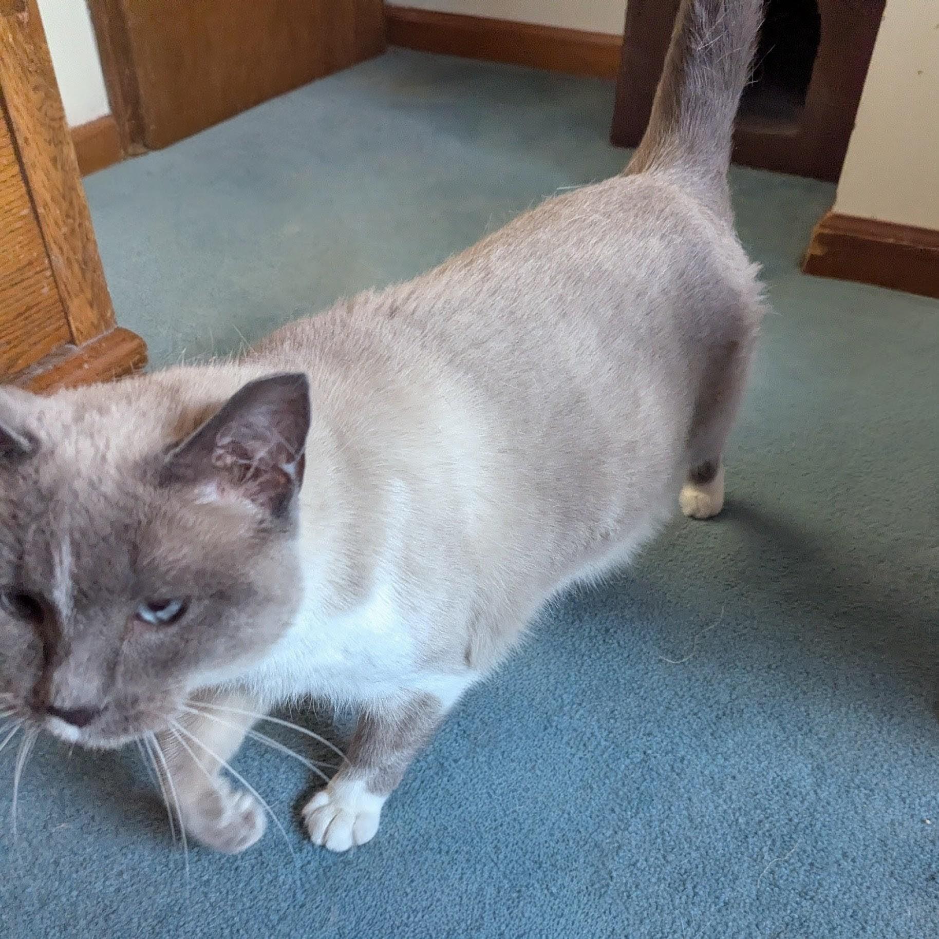 Iris — thumbnail 3