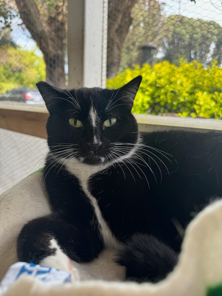 Mittens, Adoptable, Adult Male Domestic Medium Hair.