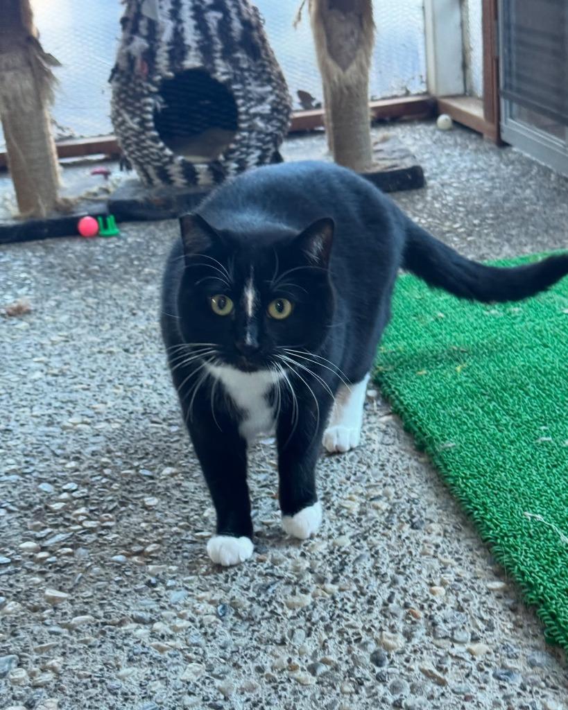Enlarge Mittens, a Adoptable mixed breed in Napa, CA image 1/3