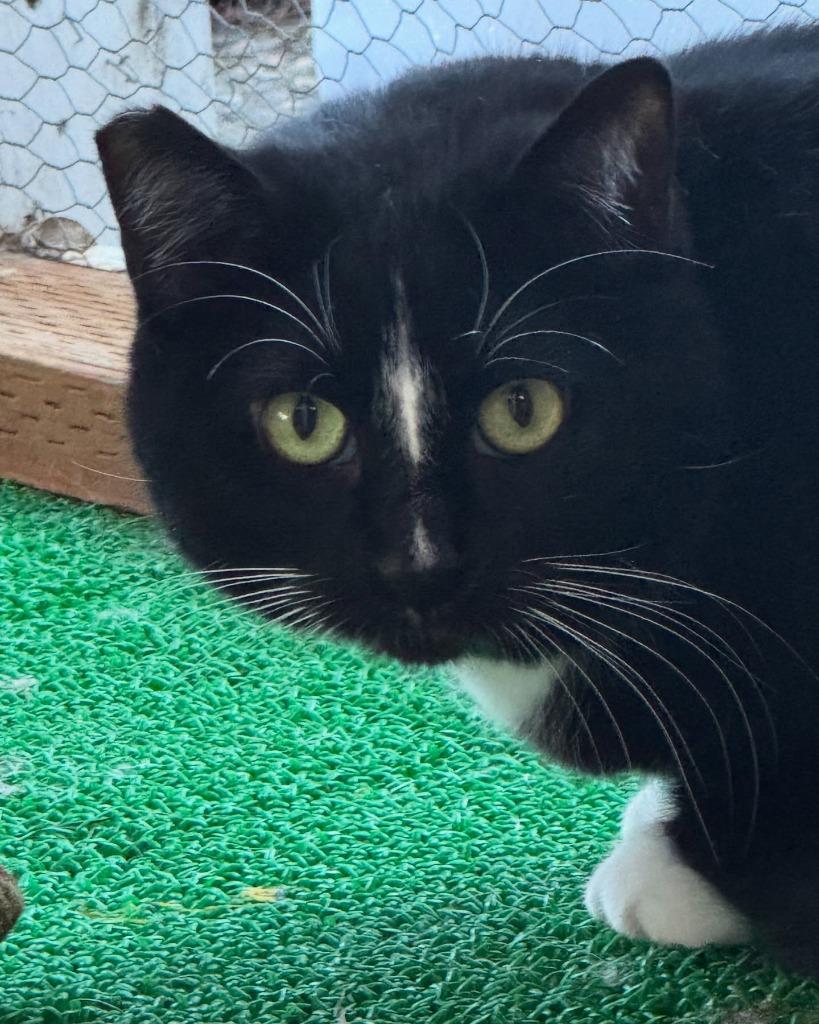 Enlarge Mittens, a Adoptable mixed breed in Napa, CA image 2/3