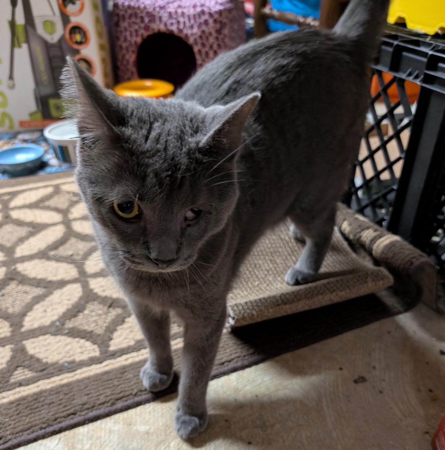 Enlarge Pebbles, a Adoptable Domestic Short Hair in Philadelphia, PA image 2/6