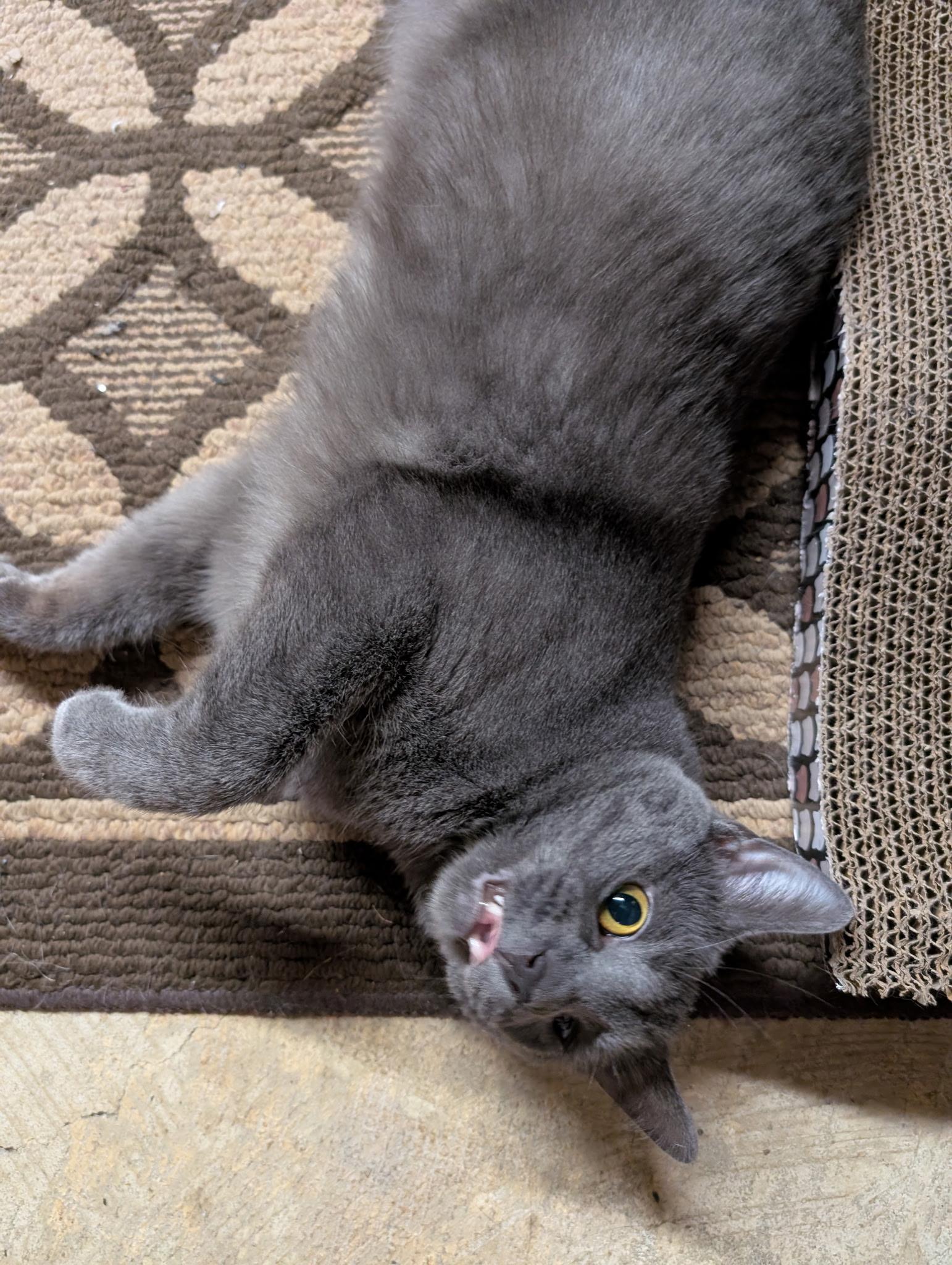 Enlarge Pebbles, a Adoptable Domestic Short Hair in Philadelphia, PA image 3/6