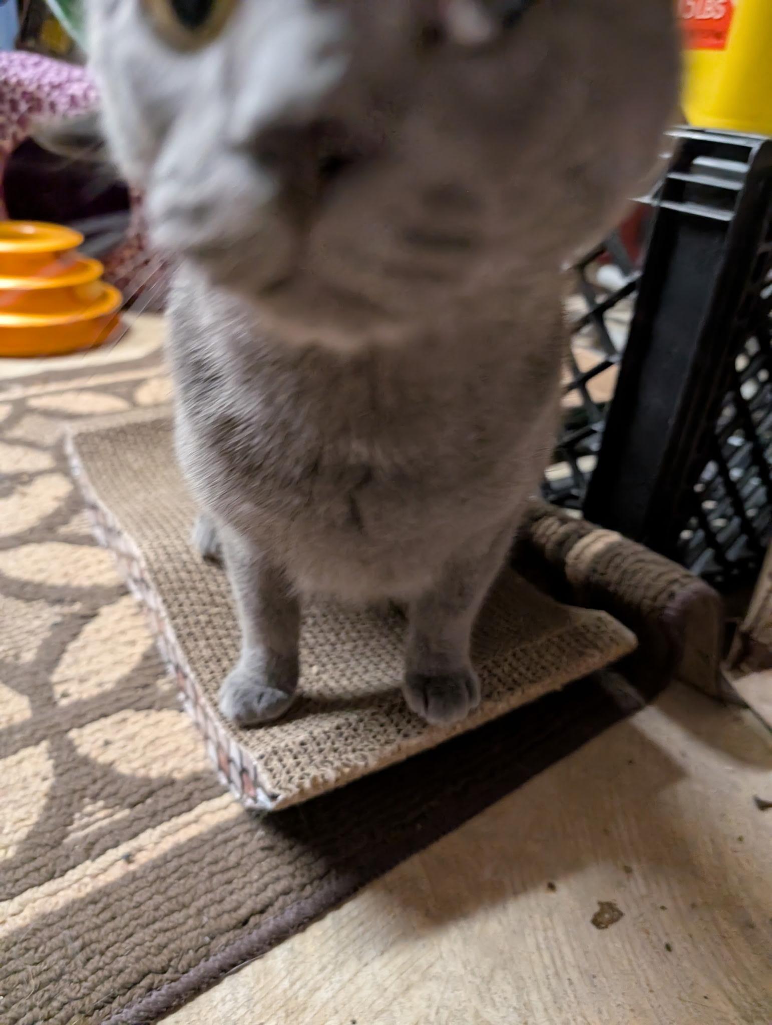 Pebbles, Adoptable, Adult Male Domestic Short Hair.