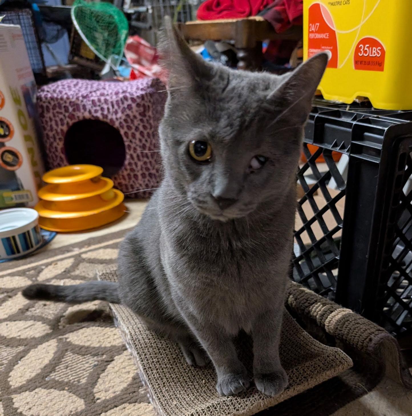 Enlarge Pebbles, a Adoptable Domestic Short Hair in Philadelphia, PA image 6/6