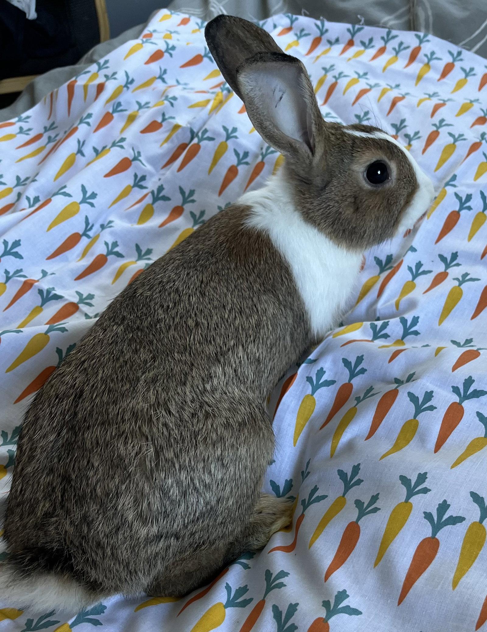 Rigatoni, Adoptable, Baby Male American.