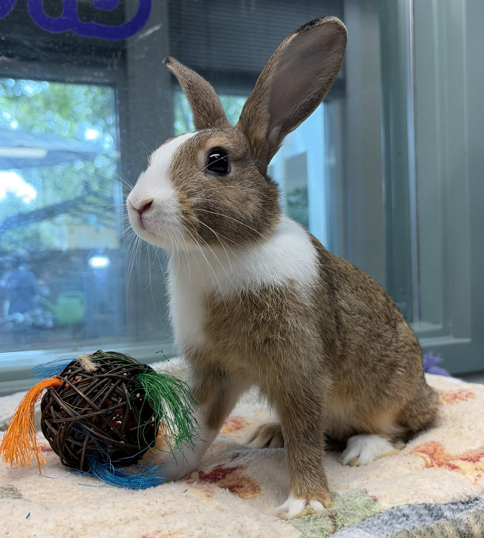 Enlarge Rigatoni, a Adoptable American in Oakland, CA image 2/2