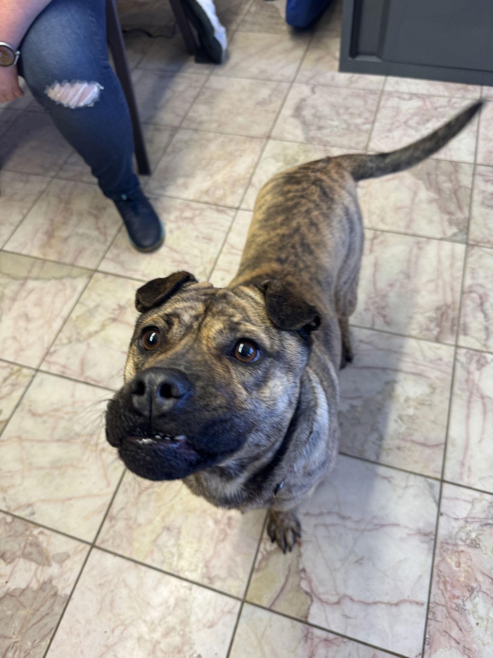 Maggie Moo, Adoptable, Young Female Mixed Breed.