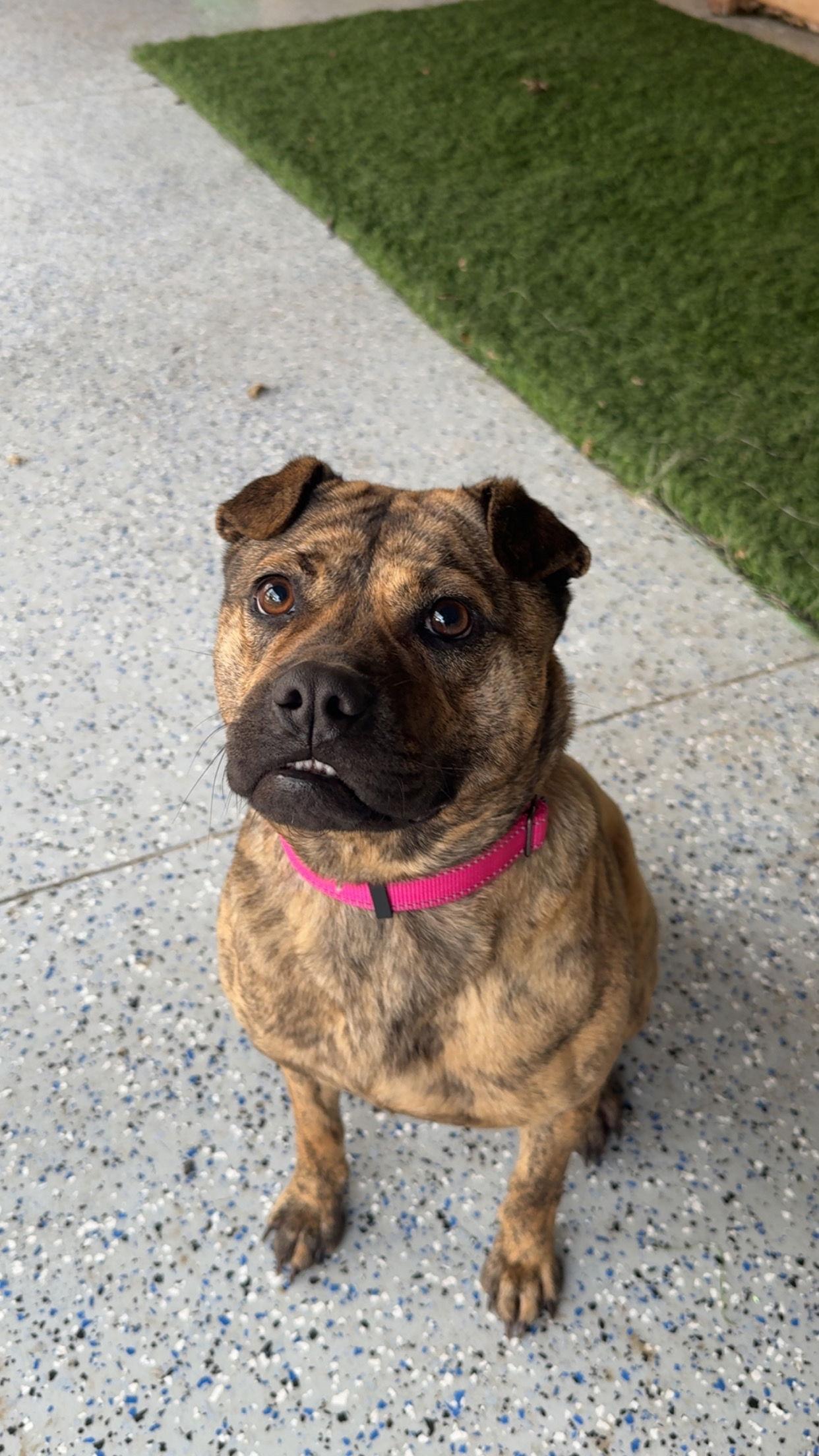 Maggie Moo, Adoptable, Young Female Mixed Breed.