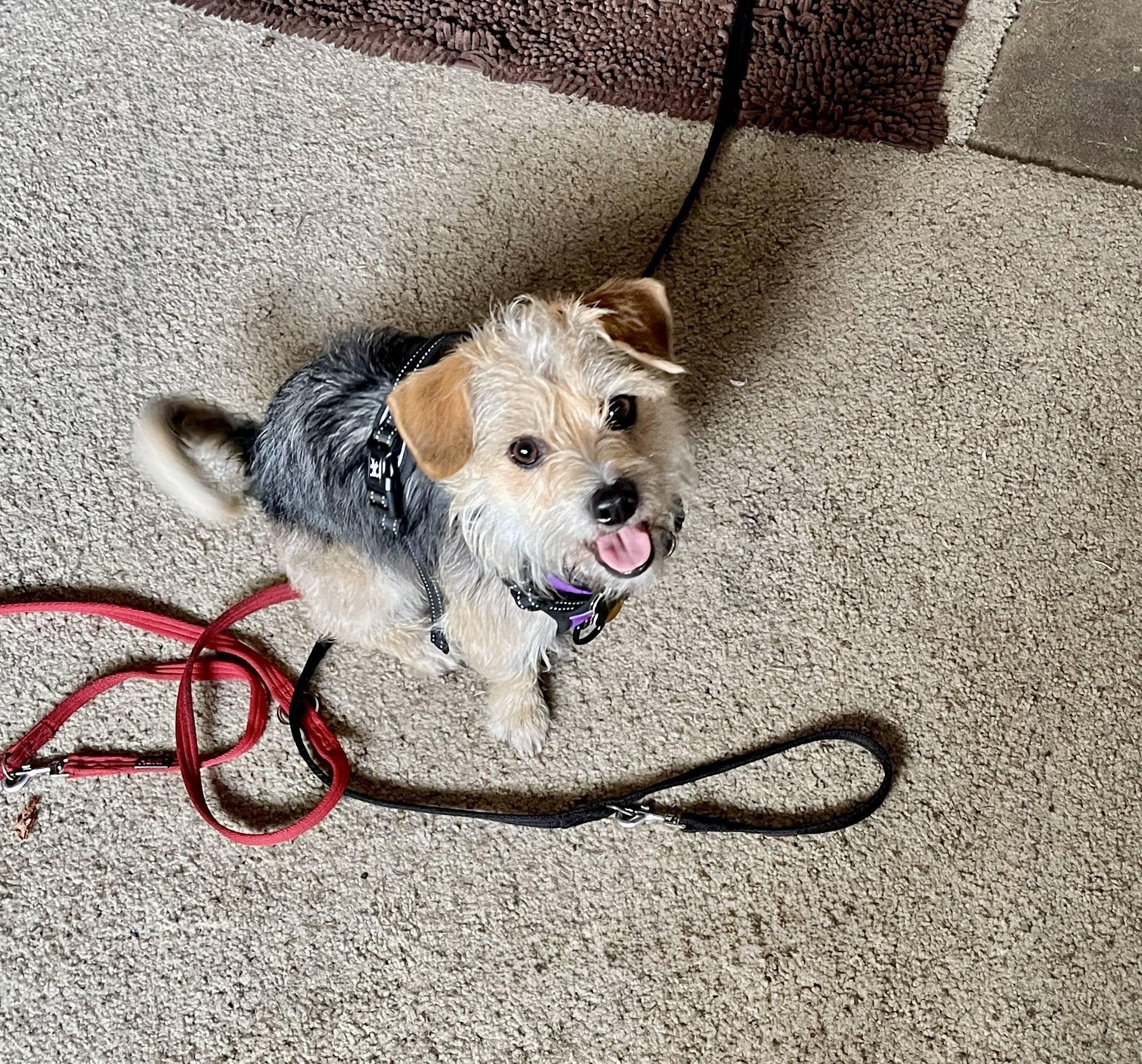 Enlarge Jaxston, a ADOPTABLE mixed breed in Covington, WA image 1/6