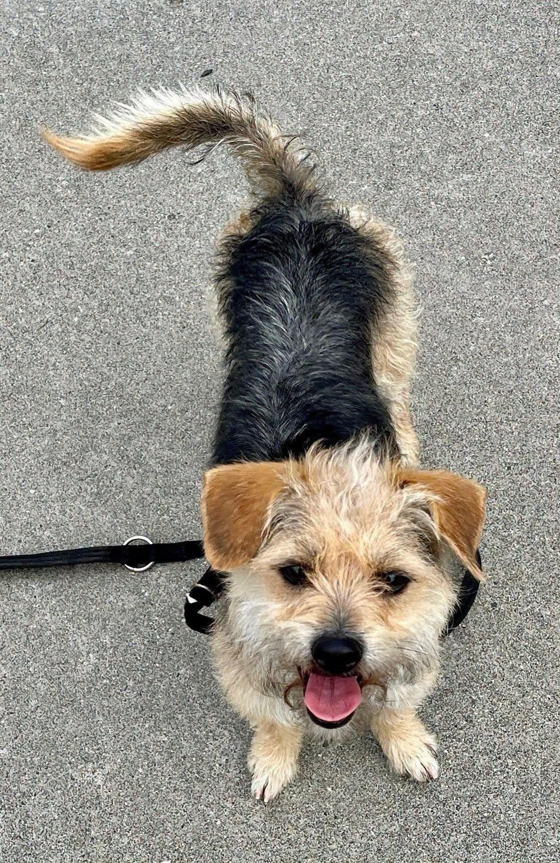 Enlarge Jaxston, a ADOPTABLE mixed breed in Covington, WA image 6/6