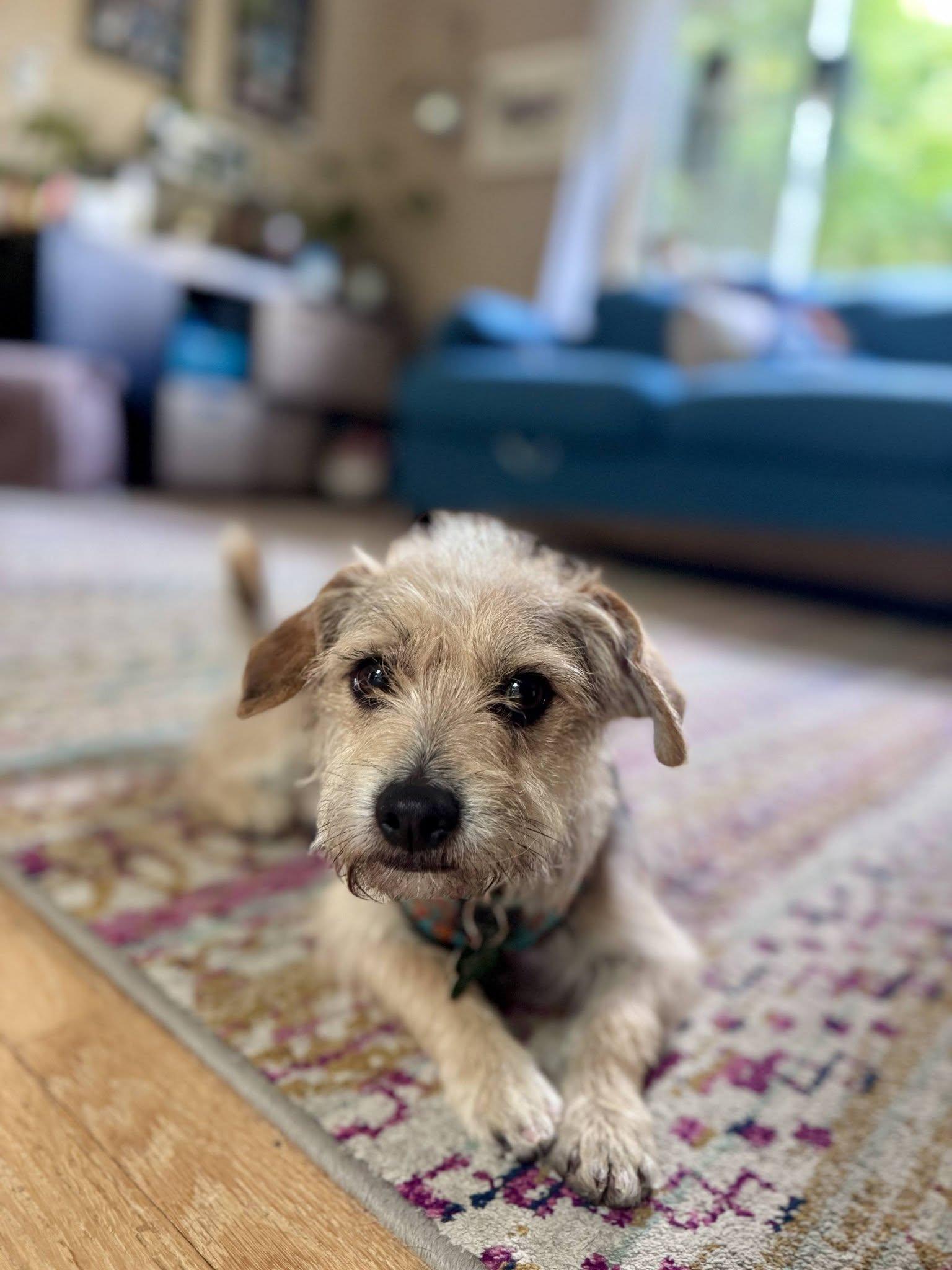 Enlarge Jaxston, a ADOPTABLE mixed breed in Covington, WA image 5/6