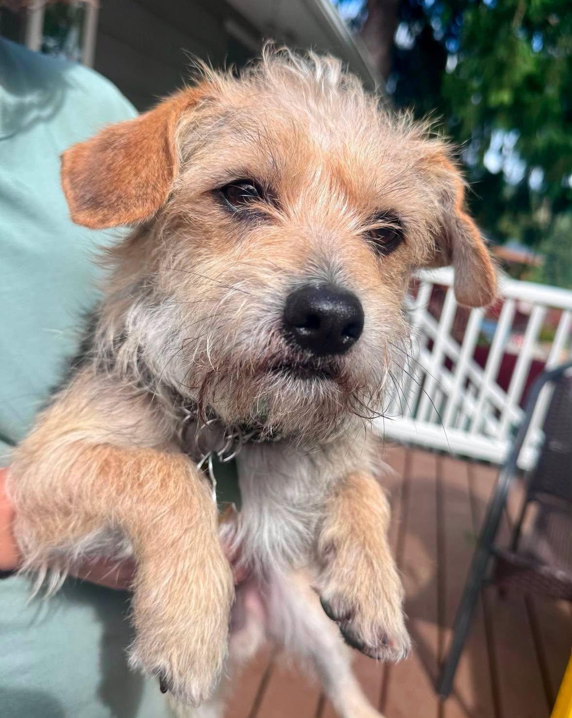 Enlarge Jaxston, a ADOPTABLE mixed breed in Covington, WA image 2/6