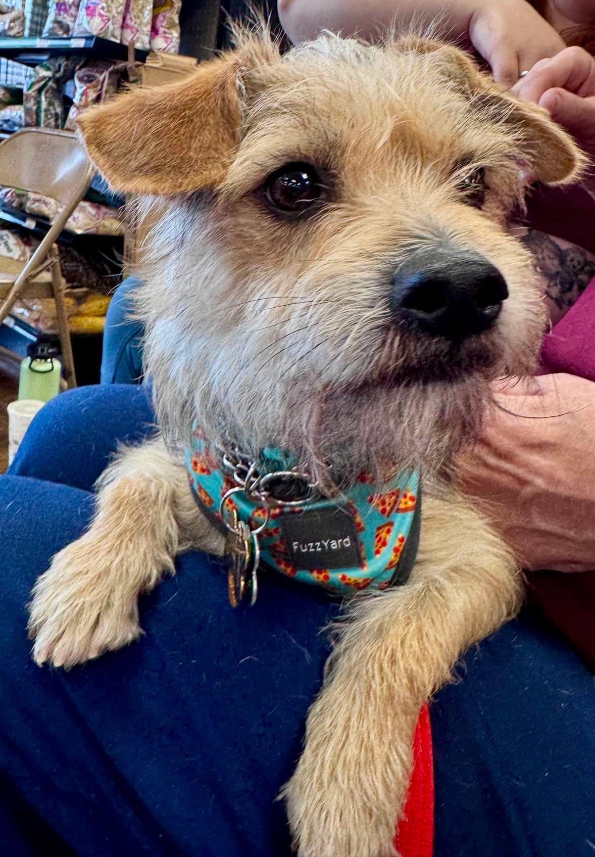 Enlarge Jaxston, a ADOPTABLE mixed breed in Covington, WA image 3/6