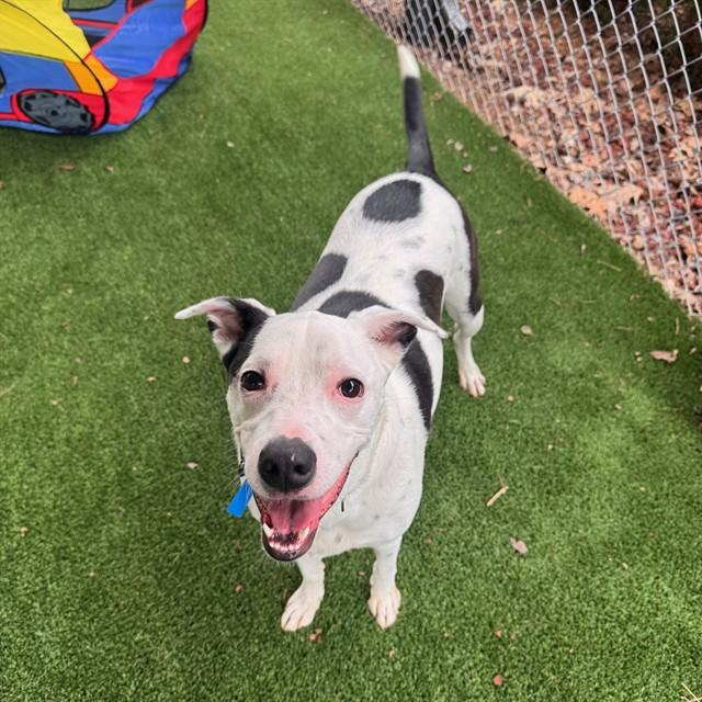 POSSUM, Adoptable, Young Male Boxer & Mixed Breed.