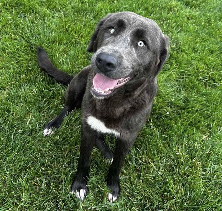 River, a Adoptable mixed breed in Brownstown, IN image 1/2