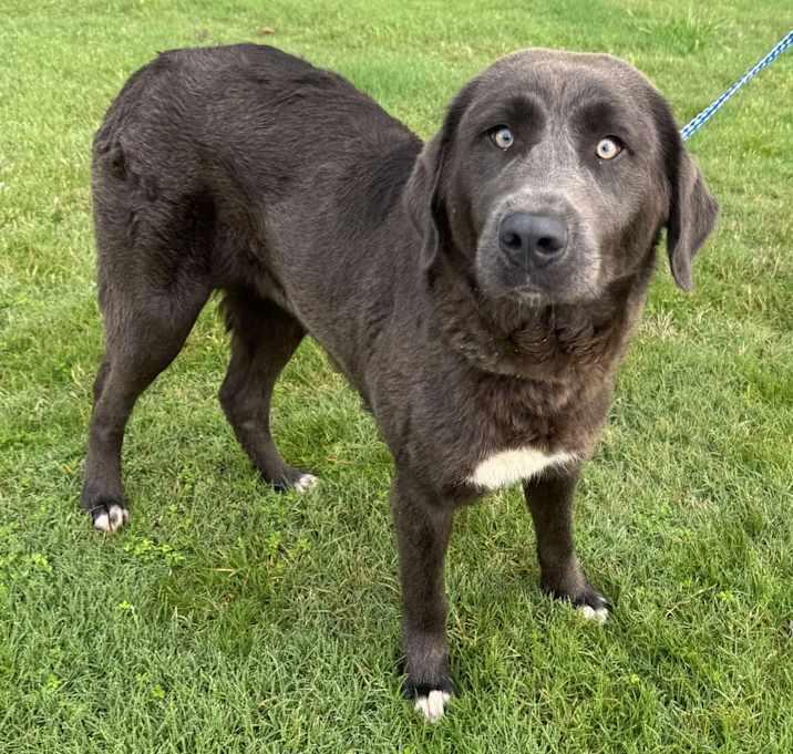 River, a Adoptable mixed breed in Brownstown, IN image 2/2