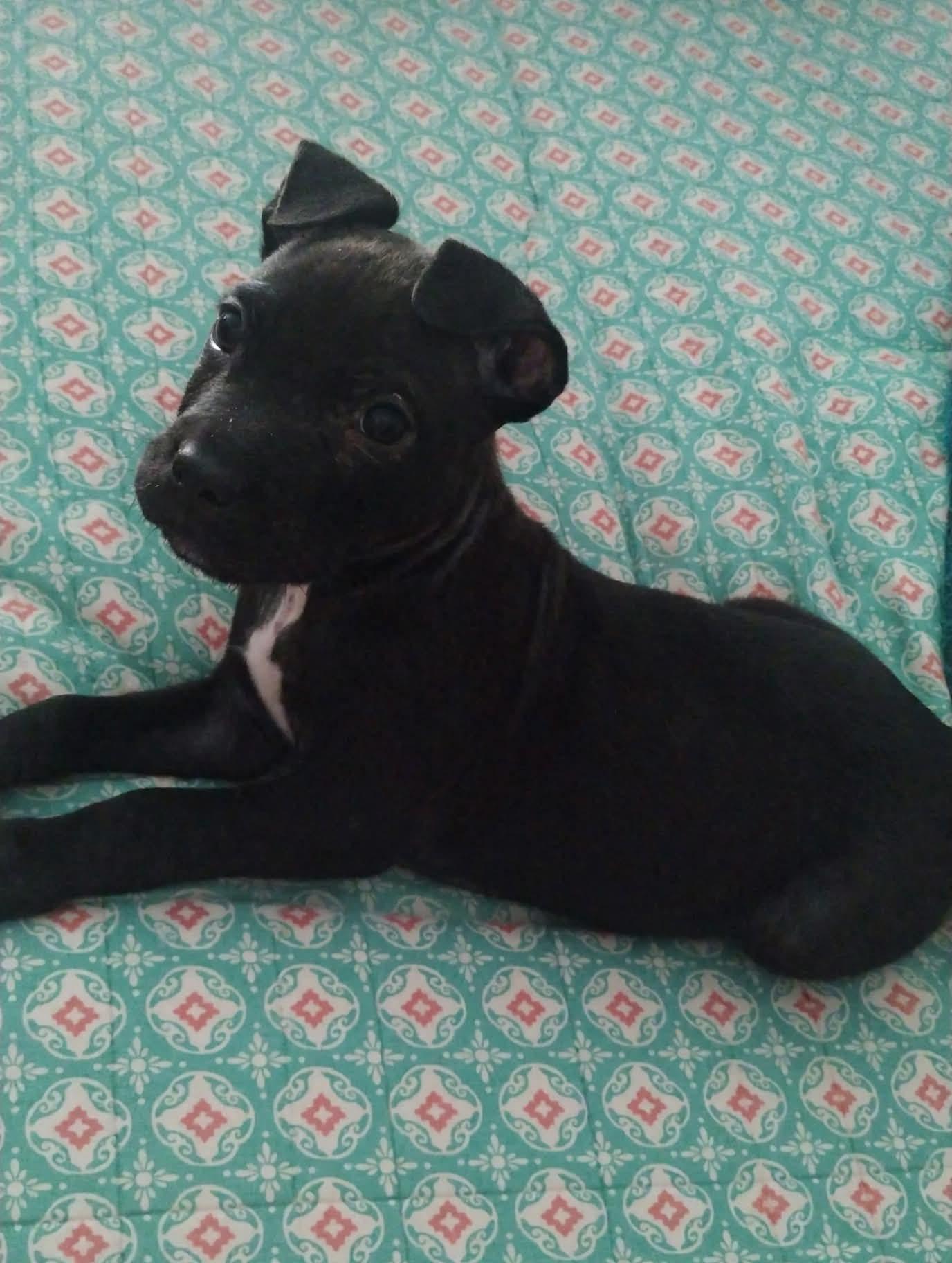 Lewis, Adoptable, Puppy Male American Bully.
