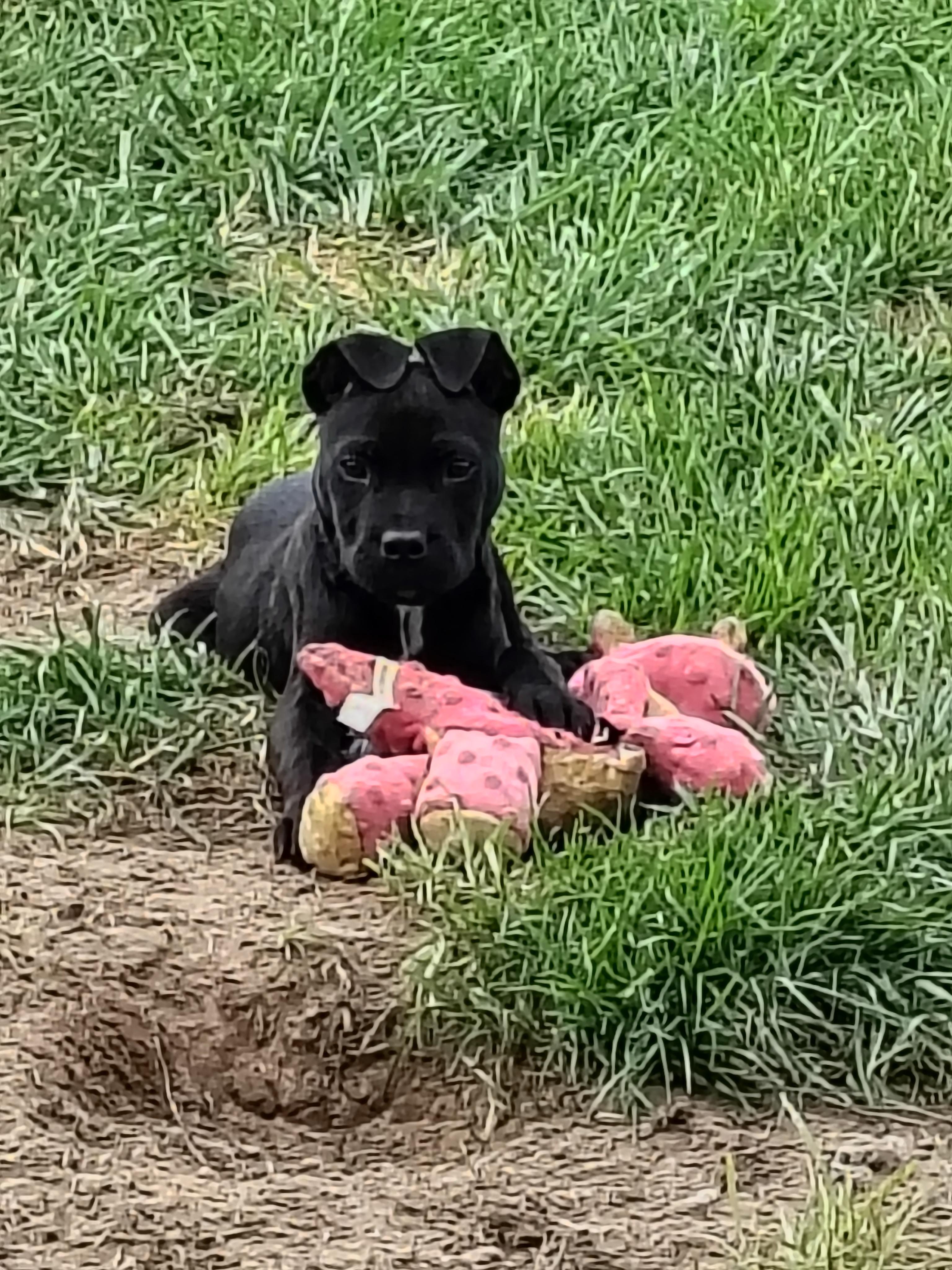 Lewis, Adoptable, Puppy Male Mixed Breed.