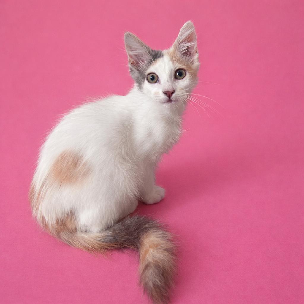 Enlarge Spring, a Adoptable Calico in Dickinson, TX image 2/2