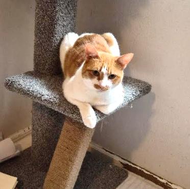 Lola, ADOPTABLE, Young Female Domestic Short Hair.