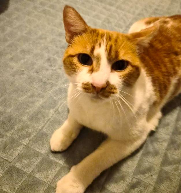Lola, a ADOPTABLE Domestic Short Hair in Wheat Ridge, CO image 3/4