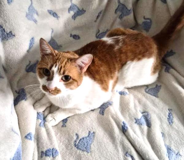Lola, a ADOPTABLE Domestic Short Hair in Wheat Ridge, CO image 2/4