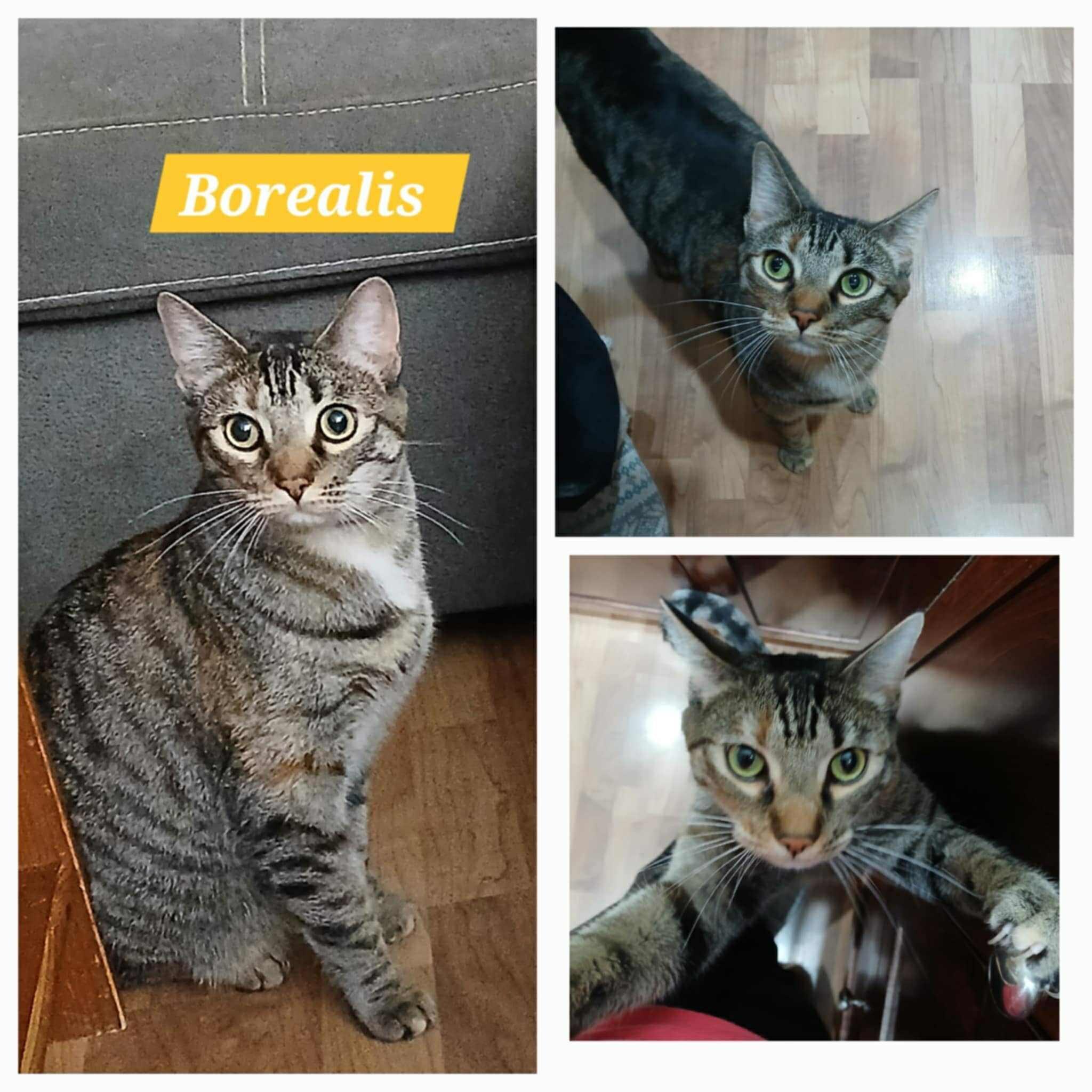Enlarge Borealis, a Adoptable Domestic Short Hair in Abbotsford, BC image 1/1