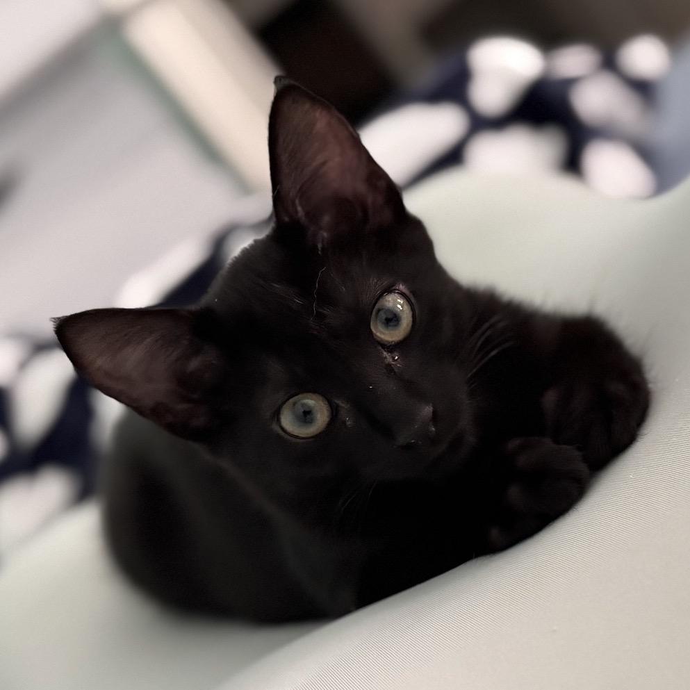 Enlarge Juliet, a Adoptable Domestic Short Hair in SANTA ROSA BEACH, FL image 1/1