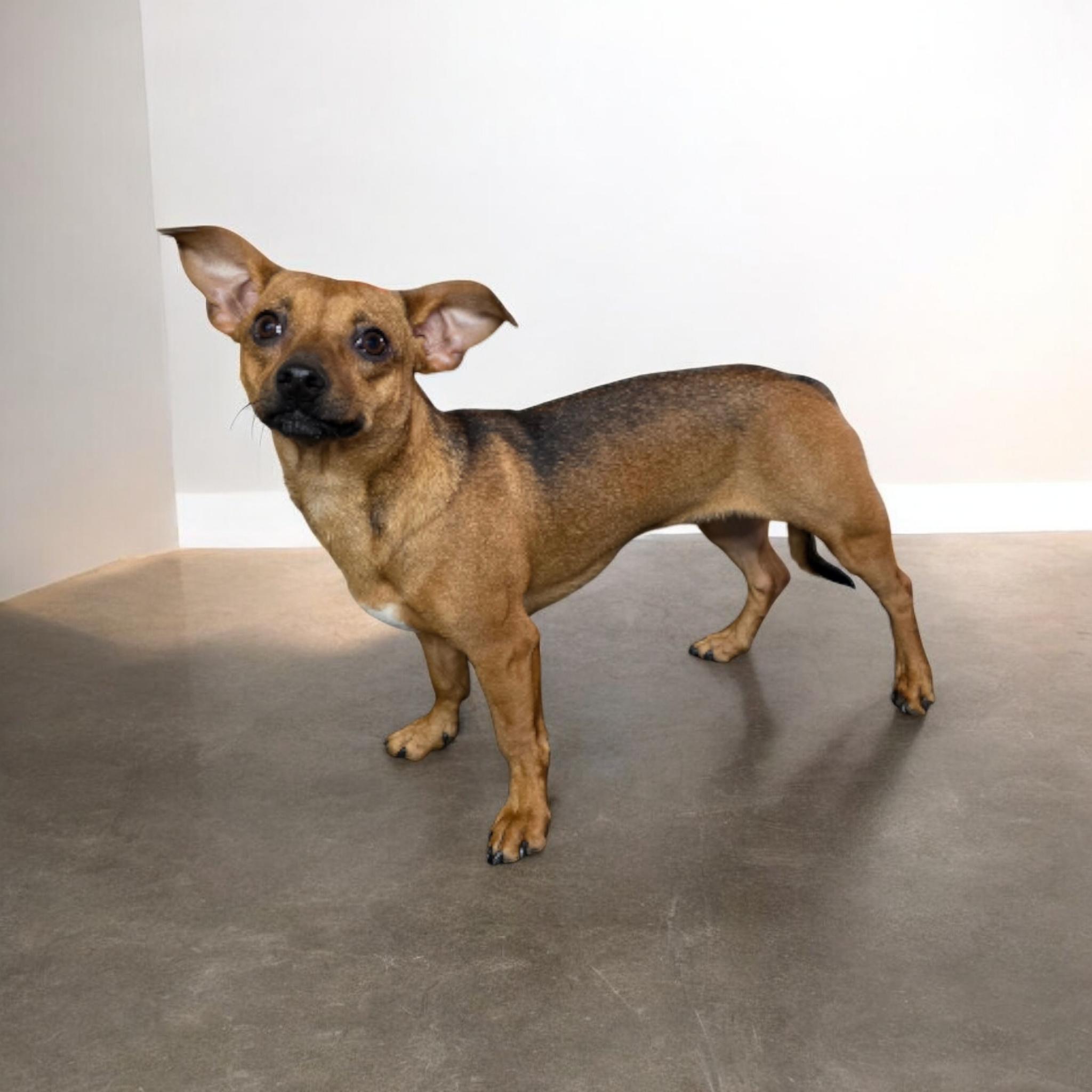Moose, Adoptable, Adult Male Chihuahua & Jack Russell Terrier.
