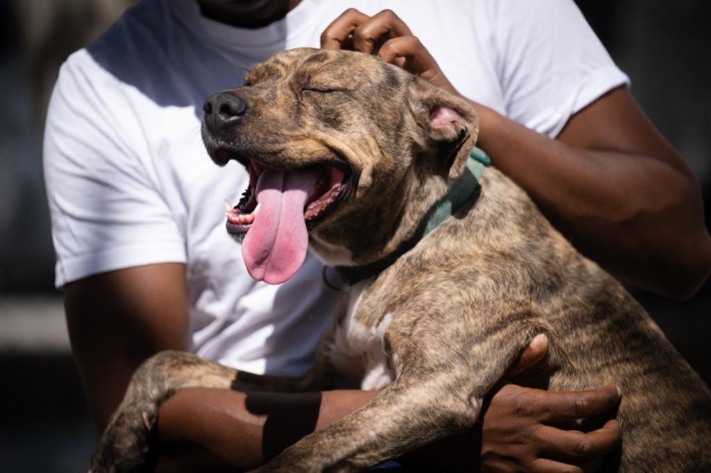 Faiya, a Adoptable Pit Bull Terrier in Twentynine Palms, CA image 1/6