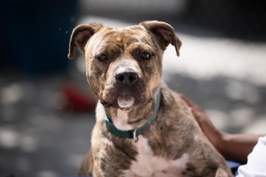 Faiya, a Adoptable Pit Bull Terrier in Twentynine Palms, CA image 2/6