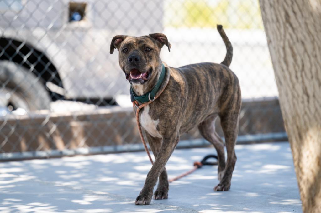 Faiya, a Adoptable Pit Bull Terrier in Twentynine Palms, CA image 4/6