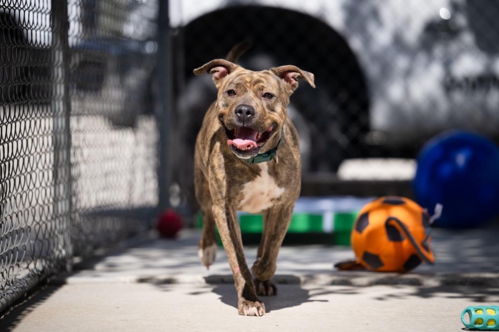 Faiya, a Adoptable Pit Bull Terrier in Twentynine Palms, CA image 5/6