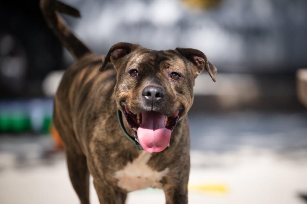 Enlarge Faiya, a Adoptable Pit Bull Terrier in Twentynine Palms, CA image 3/6