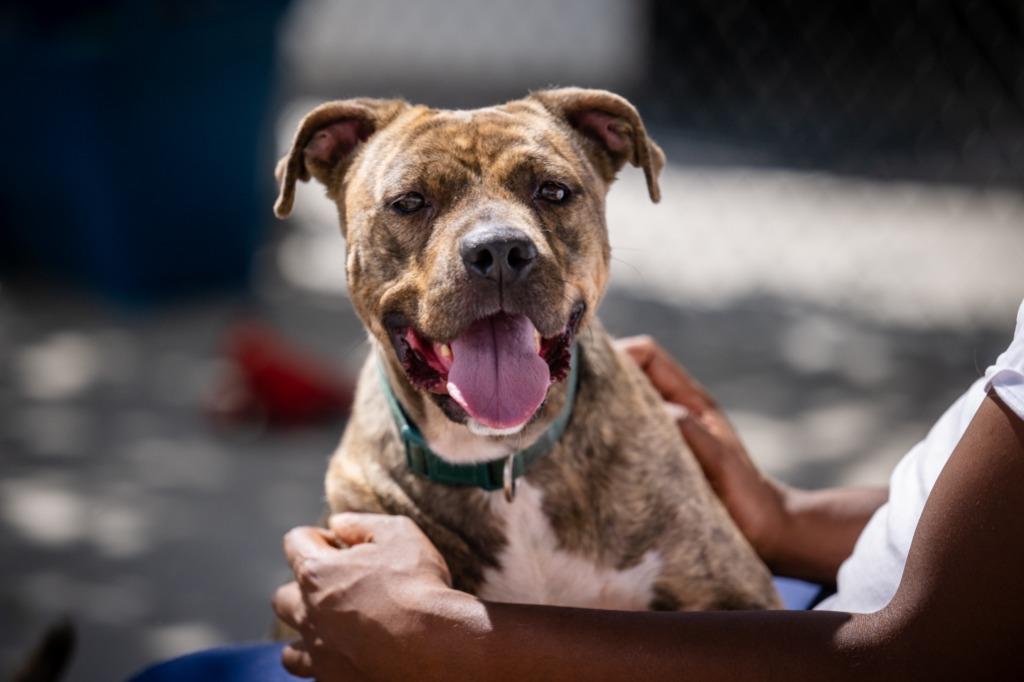 Faiya, a Adoptable Pit Bull Terrier in Twentynine Palms, CA image 6/6